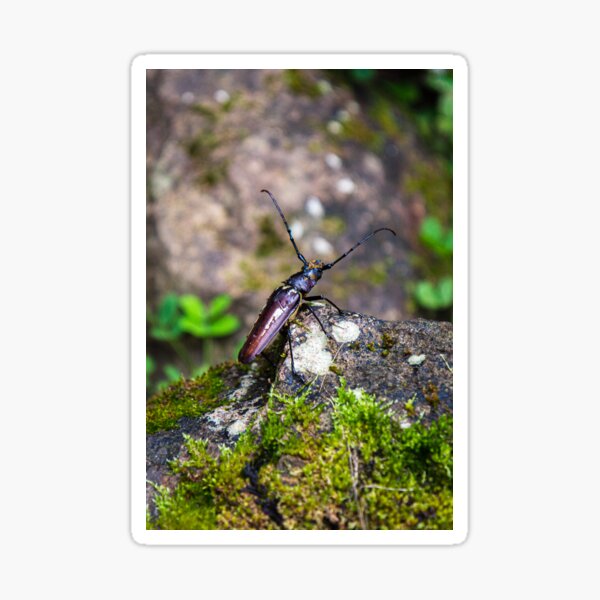 Costa Rica Beetle Sticker