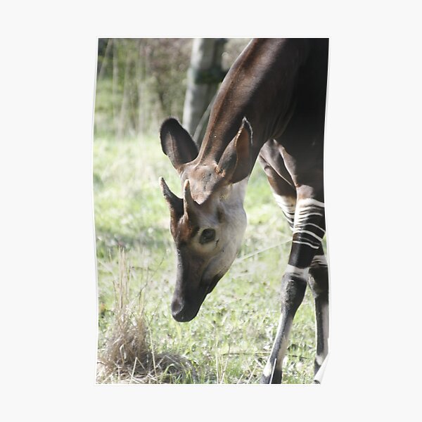 Okapi Poster
