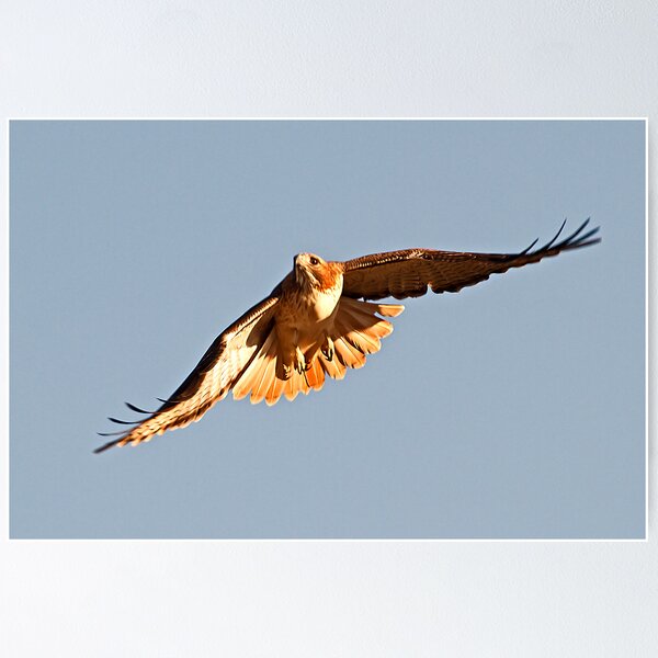 Item preview, 102310 Red Tailed Hawk designed and sold by Marvin Collins.