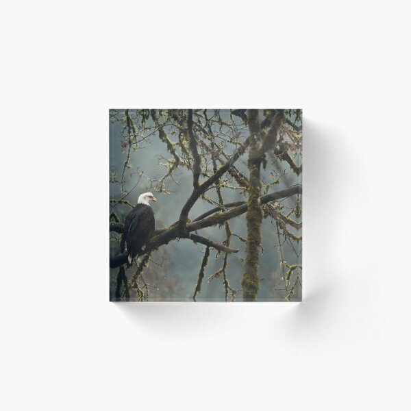 Eagle in the rainforest Acrylic Block