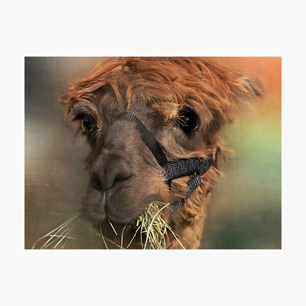 My What Big Eyes..... Photographic Print