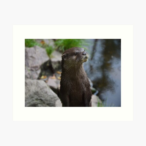 Artikel-Vorschau von Otter-Nahaufnahme, designt und verkauft von Roseferngr.