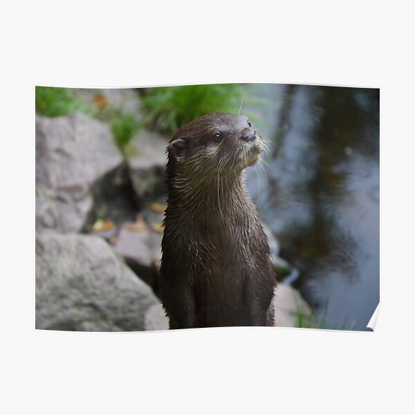 Otter Closeup Poster