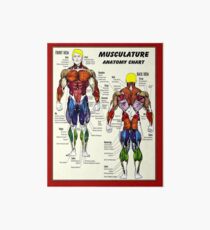 MUSCULATURE: Carte d'anatomie de musculation Impression rigide