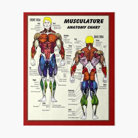 Item preview, MUSCULATURE : Body Building Anatomy Chart Print designed and sold by posterbobs.