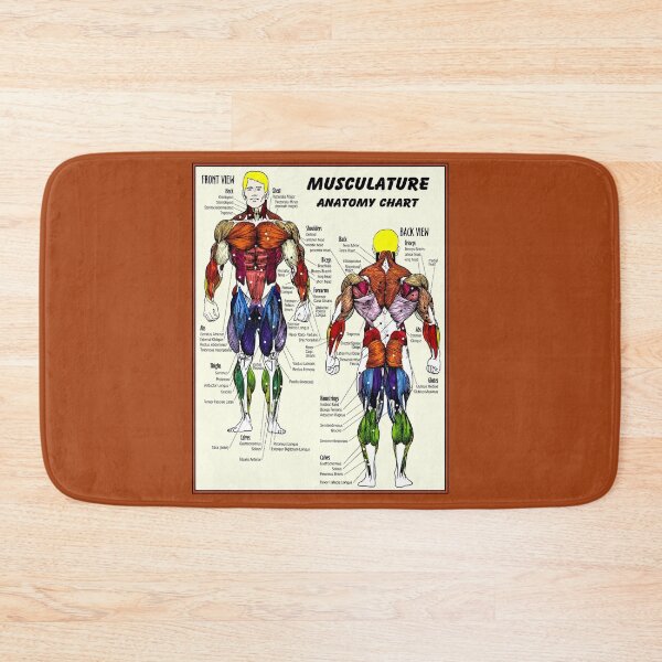 Item preview, MUSCULATURE : Body Building Anatomy Chart Print designed and sold by posterbobs.