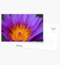 Cambodian Flower Postcards