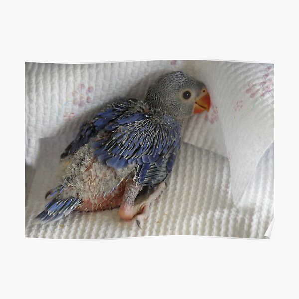 Violet Indian Ringneck Poster