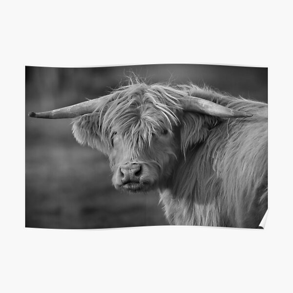 Scottish Highland cattle Poster