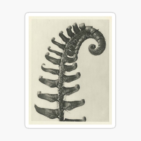 Item preview, Fern Frond designed and sold by BlueSpecsStudio.