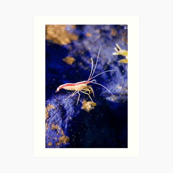 Northern cleaner shrimp - Blue Reef Aquarium Art Print