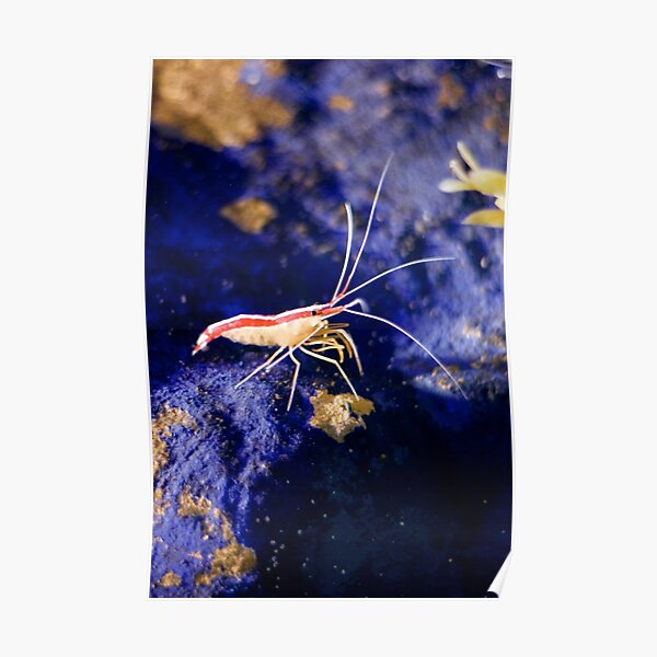 Northern cleaner shrimp - Blue Reef Aquarium Poster
