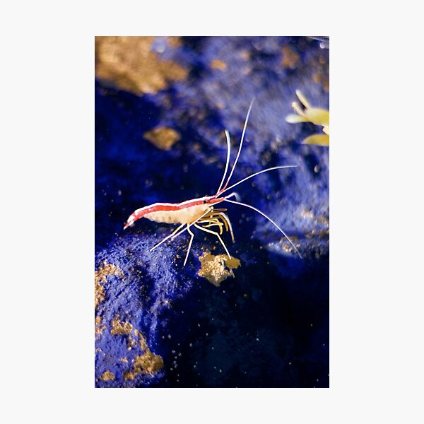 Northern cleaner shrimp - Blue Reef Aquarium Photographic Print