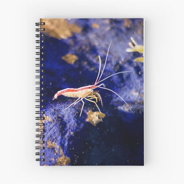 Item preview, Northern cleaner shrimp - Blue Reef Aquarium designed and sold by starsofglass.