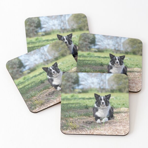 Item preview, Alley... Beautiful Border Collie....  designed and sold by mitpjenkeating.