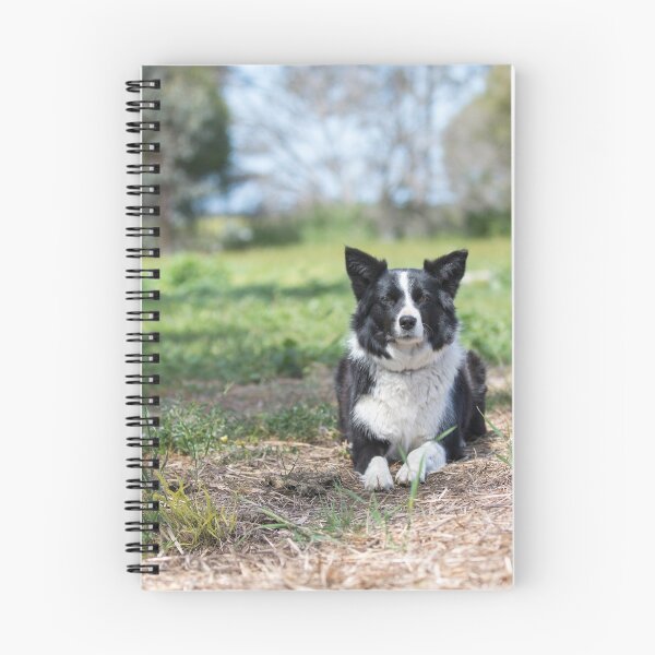 Item preview, Alley... Beautiful Border Collie....  designed and sold by mitpjenkeating.