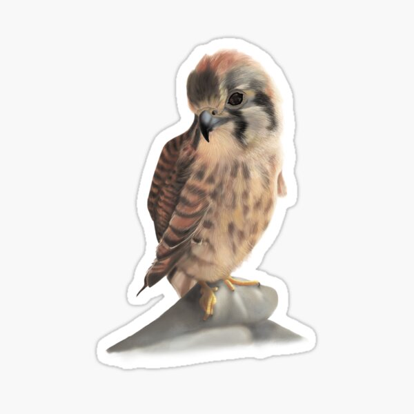 American Kestrel Sticker