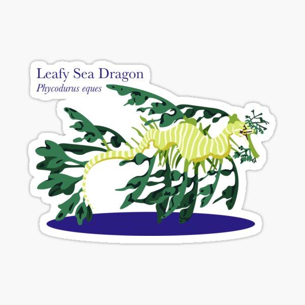 Leafy Sea Dragon Sticker