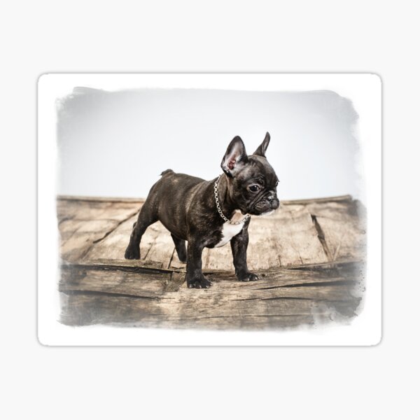 French bulldog portrait Sticker
