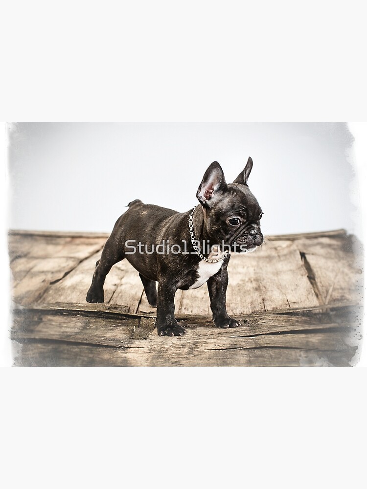 French bulldog portrait by Studio13lights