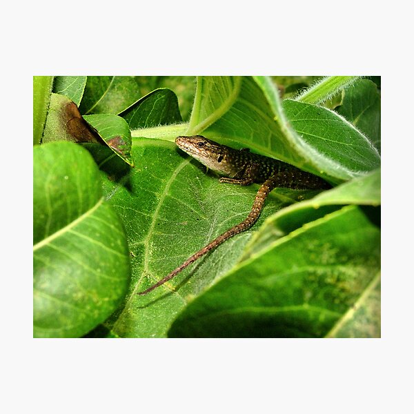 the ambush Photographic Print