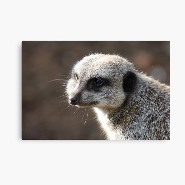 Meerkat 02 Canvas Print