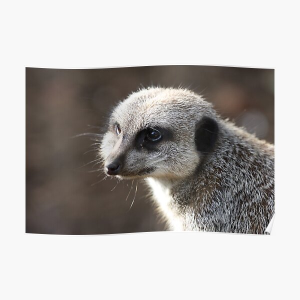 Meerkat 02 Poster