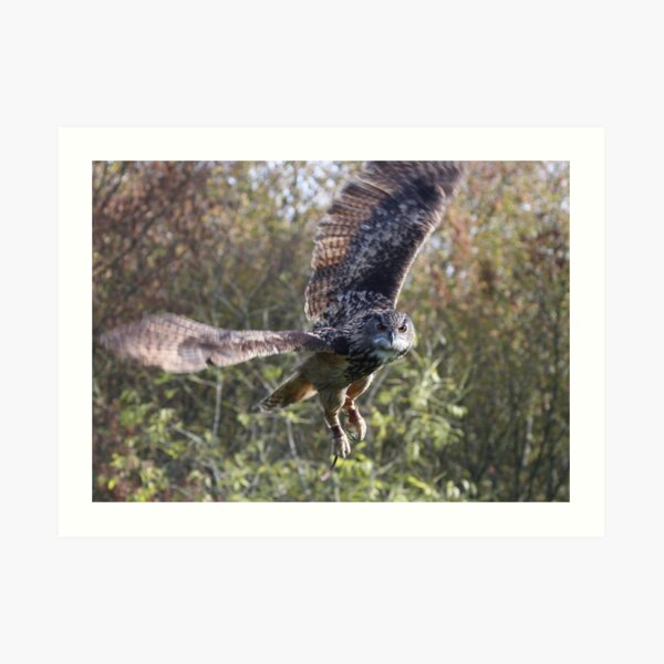 Eagle Owl Art Print