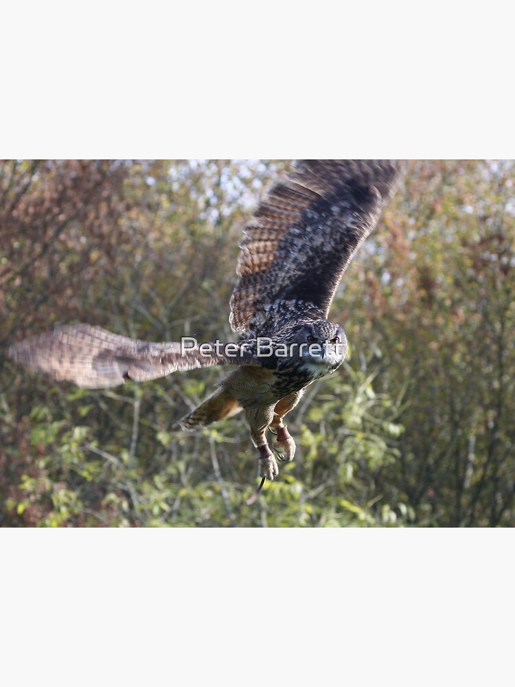 Eagle Owl by hartrockets