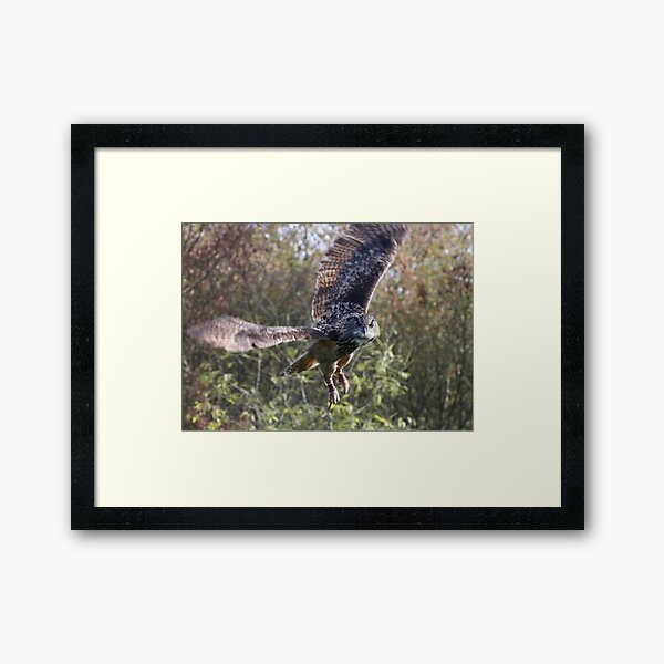 Eagle Owl Framed Art Print