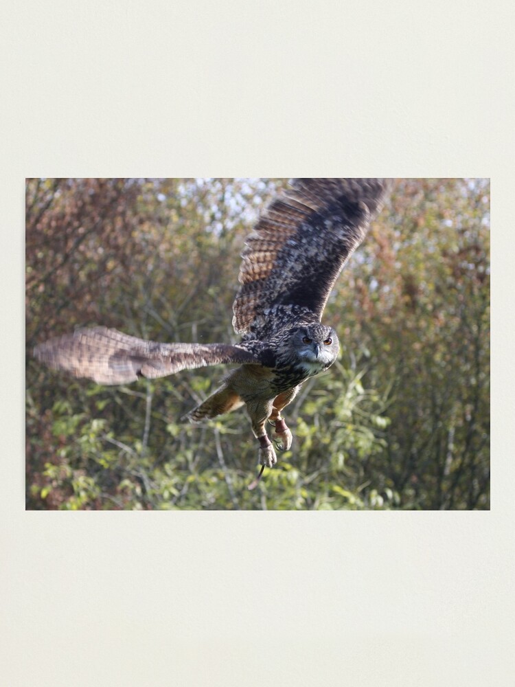 Alternate view of Eagle Owl Photographic Print