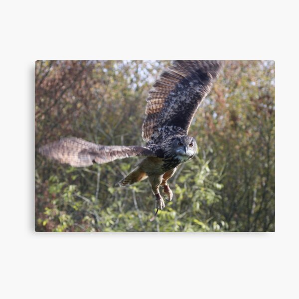 Eagle Owl Canvas Print