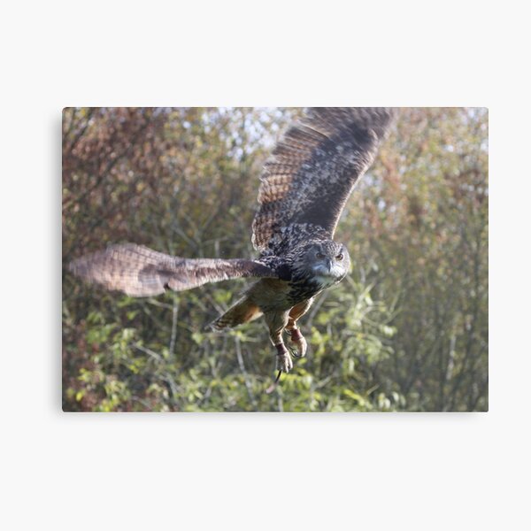 Hibou grand-duc Impression métallique