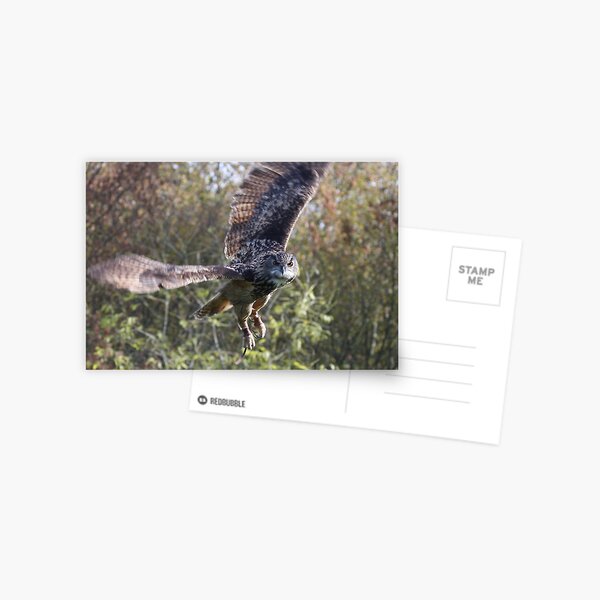 Eagle Owl Postcard