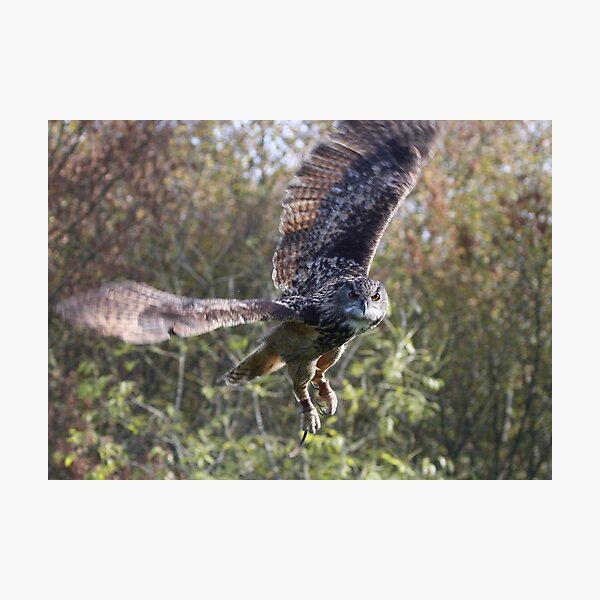 Eagle Owl Photographic Print