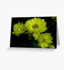 Amarillas ................................ Greeting Card