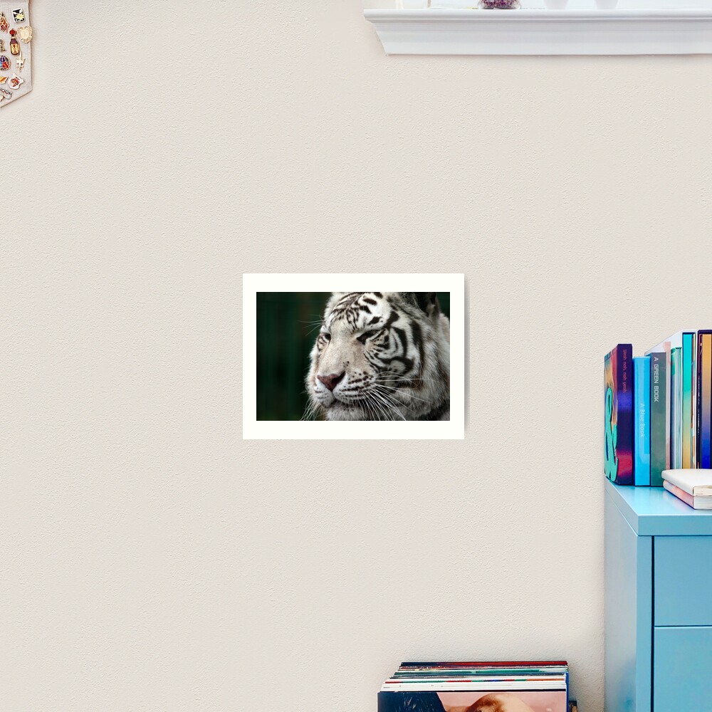 White Tiger Art Print