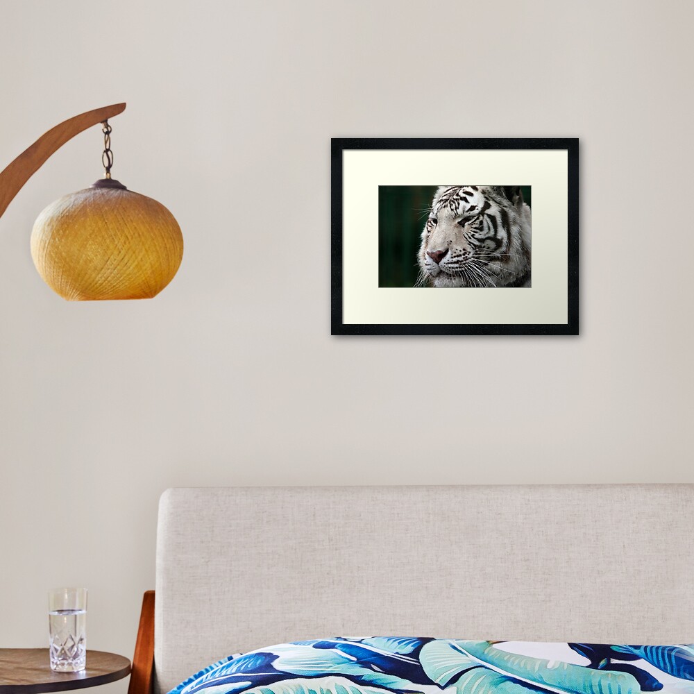 White Tiger Framed Art Print