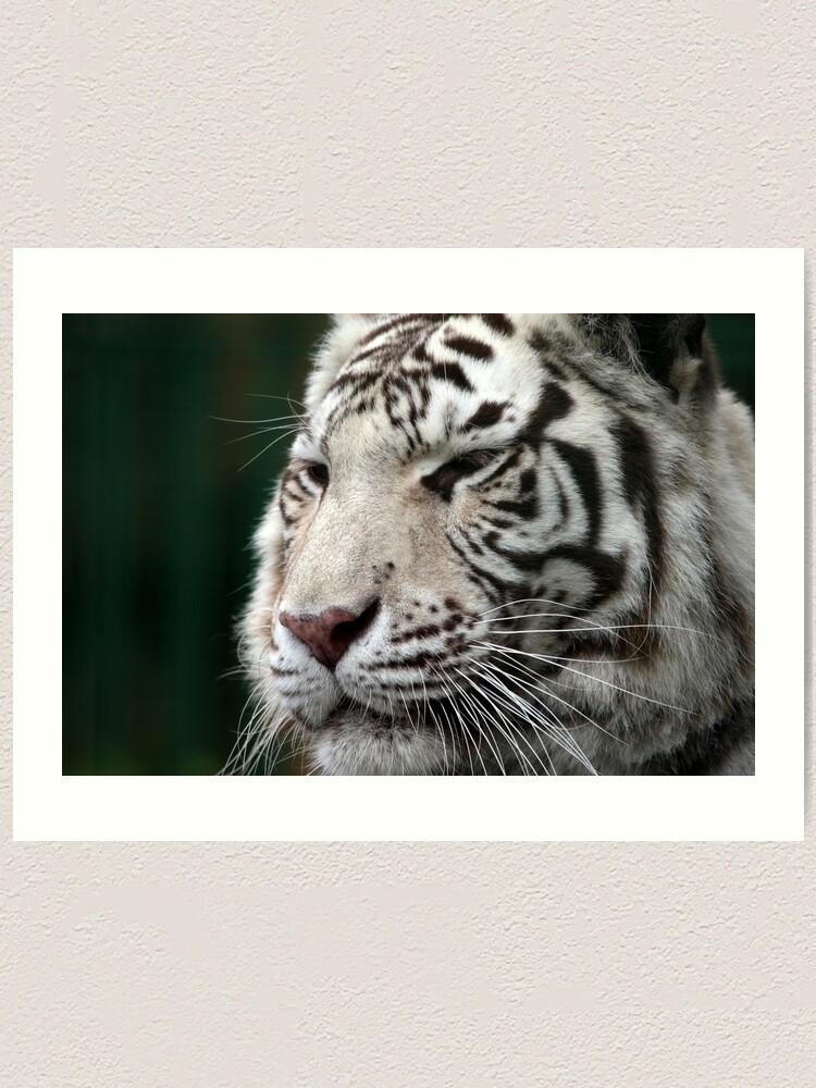 Alternate view of White Tiger Art Print