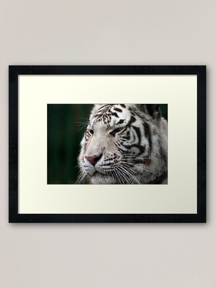 Alternate view of White Tiger Framed Art Print