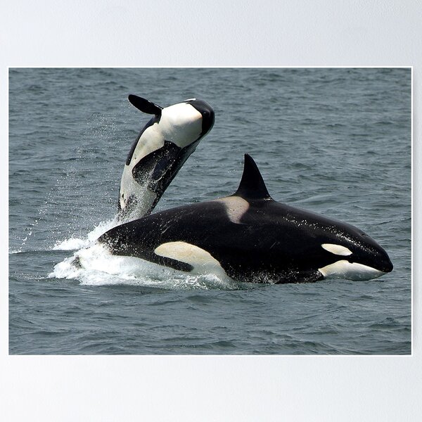 Item preview, Killer Whales designed and sold by Strawflower Oasis.