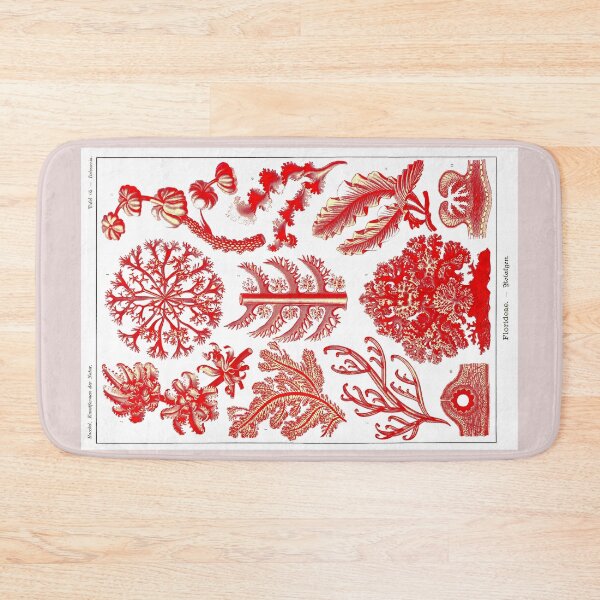Item preview, Plate 65. Florideae, red algae (now Rhodophyceae). designed and sold by Squirrox.