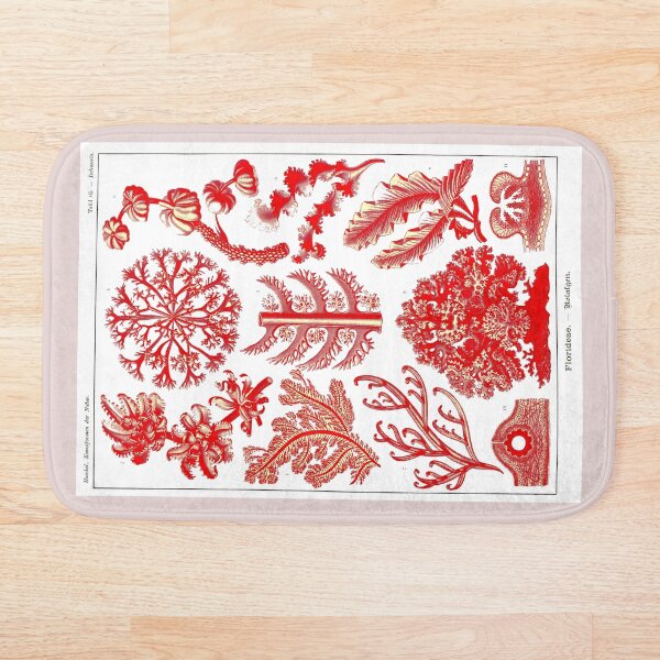 Item preview, Plate 65. Florideae, red algae (now Rhodophyceae). designed and sold by Squirrox.