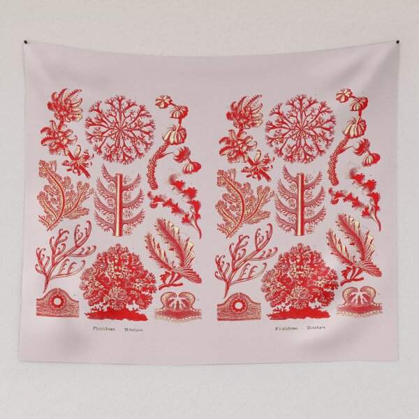 Item preview, Plate 65. Florideae, red algae (now Rhodophyceae). designed and sold by Squirrox.