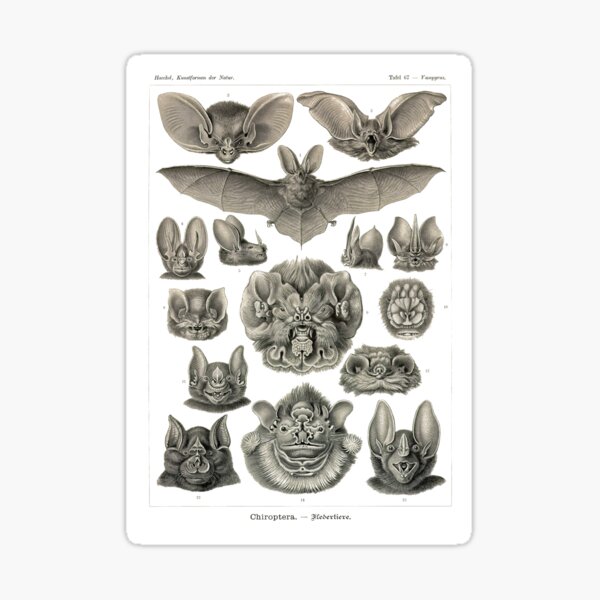 Item preview, Assiette 67. Chauves-souris. designed and sold by Squirrox.