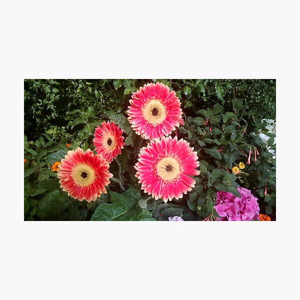 Colorful flowers Photographic Print