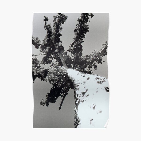 A Magical Sycamore Tree Poster