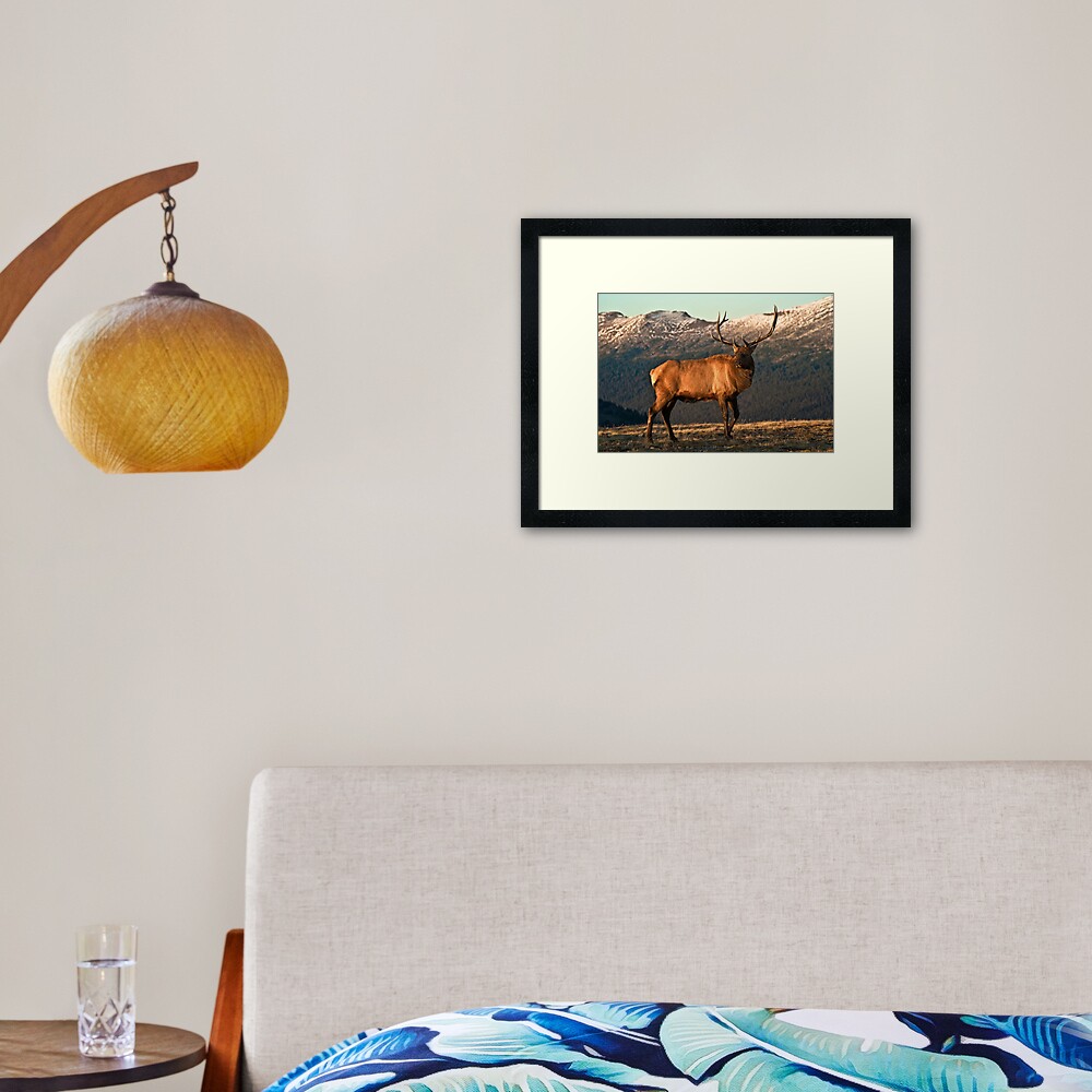 Bull Elk In The Colorado Tundra Framed Art Print