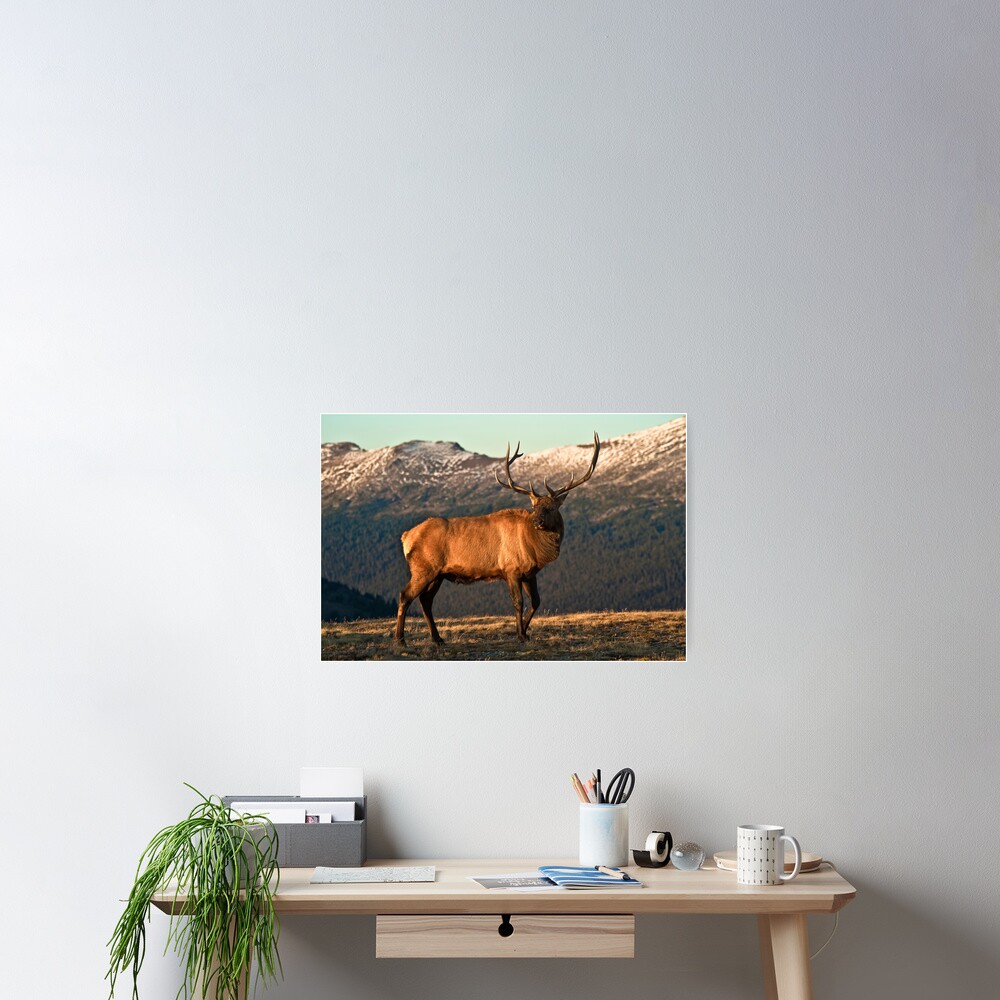 Bull Elk In The Colorado Tundra Poster