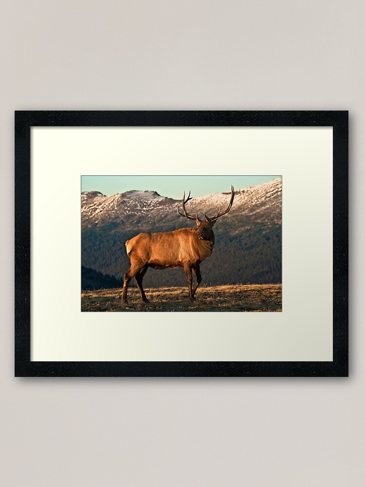 Alternate view of Bull Elk In The Colorado Tundra Framed Art Print